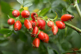 Rosehip Extract